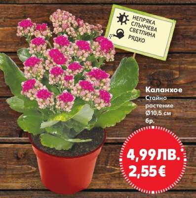 Каланхое