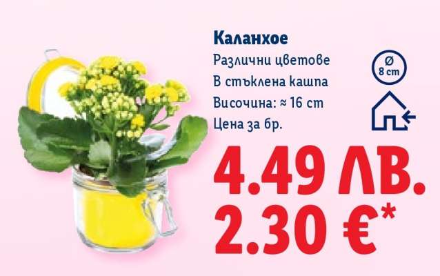 Каланхое
