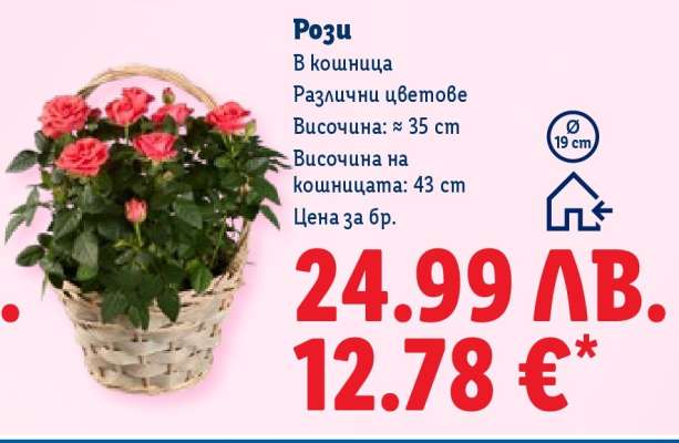Рози