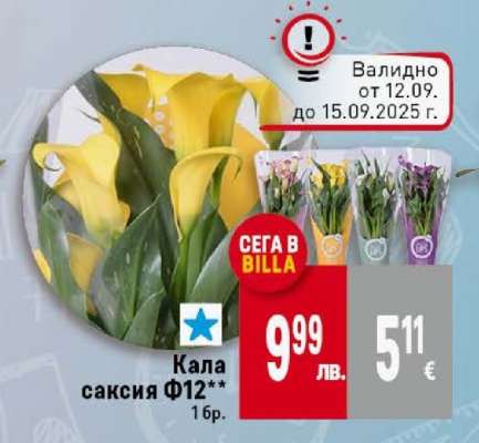Кала саксия Ф12