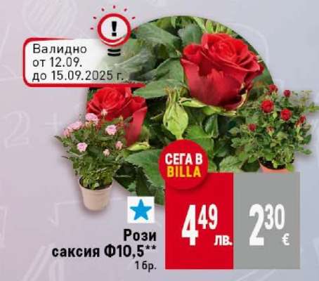 Рози саксия Ф10,5*