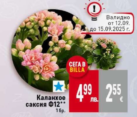 Каланхое саксия Ф12