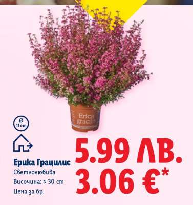Ерика Грацилис