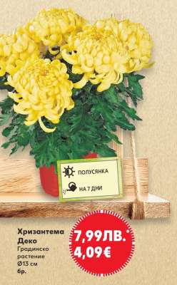 Хризантема Деко