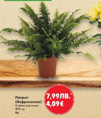 Папрат (Нефролепсис)