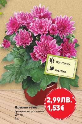 Хризантема