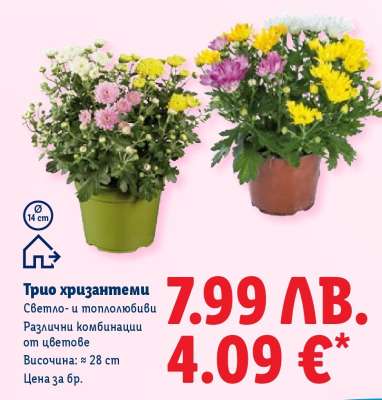 Трио хризантеми