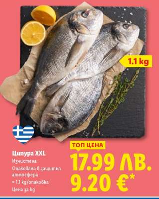 Ципура XXL