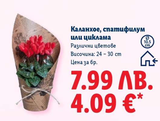 Каланхое, спатифилум или циклама