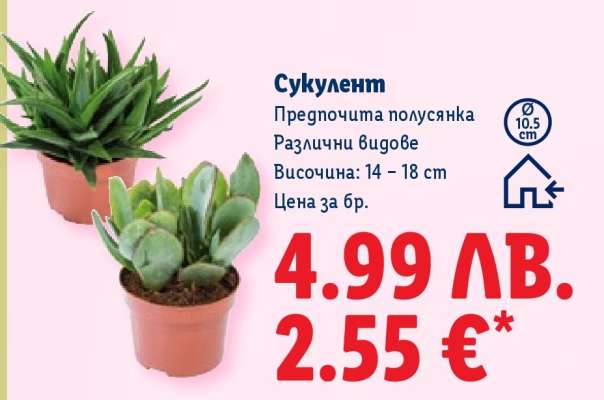 Сукулент