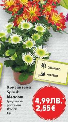 Хризантема Splash Meadow