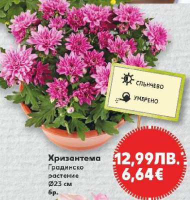 Хризантема