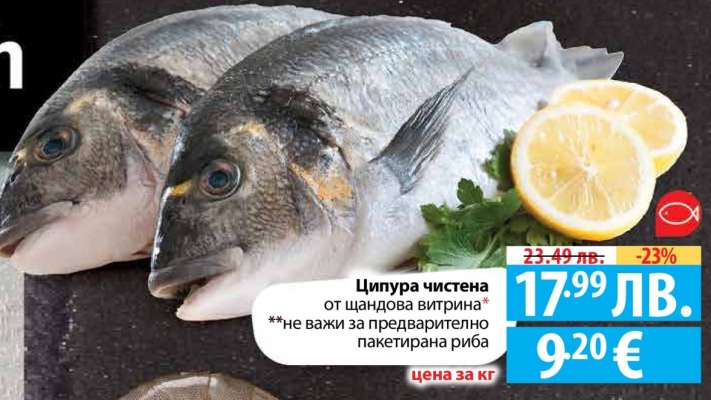 Ципура чистена