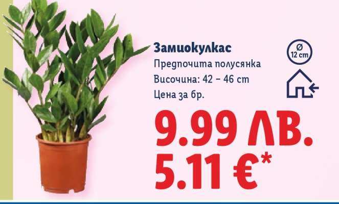 Замиокулкас