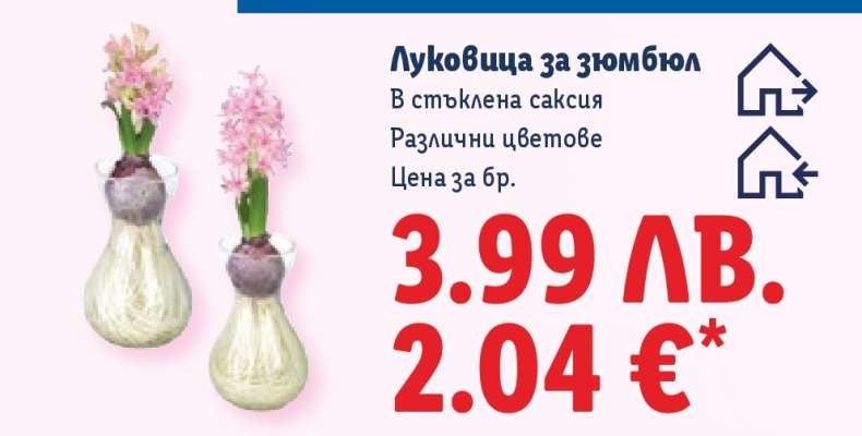 Луковица за зюмбюл