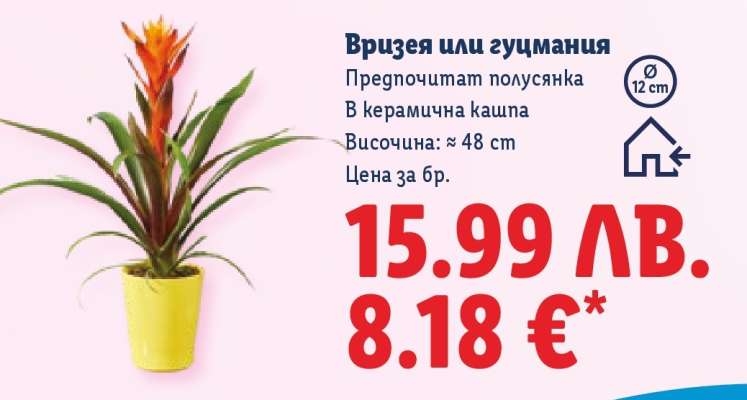 Вризея или гузмания