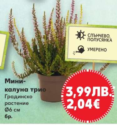 Мини-калуна трио