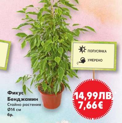 Фикус Бенджамин