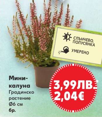Мини-калуна