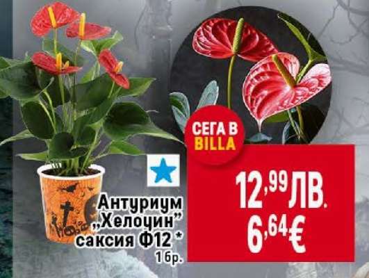 Антуриум „Хелоуин” саксия Ф12