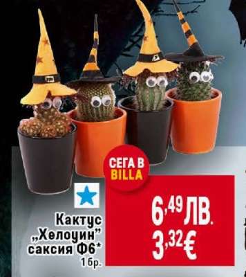 Кактус „Хелоуин” саксия Ф6