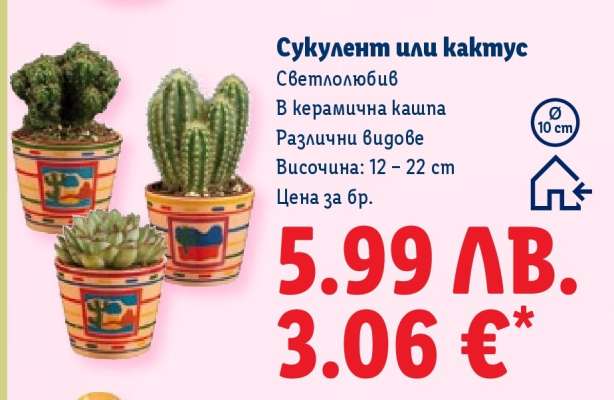 Сукулент или кактус