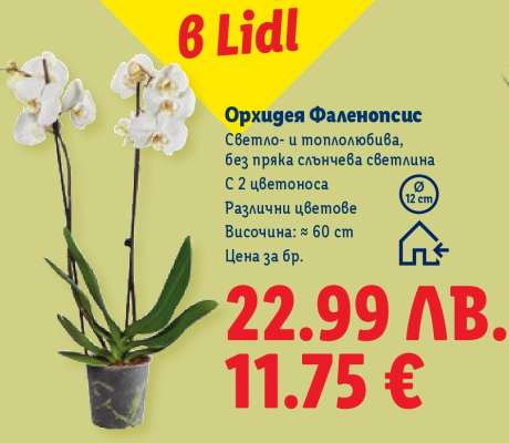 Орхидея Фаленопсис