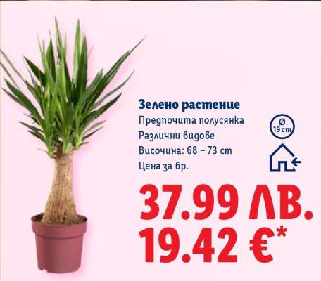 Зелено растение