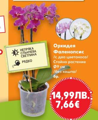 Орхидея Фаленопсис