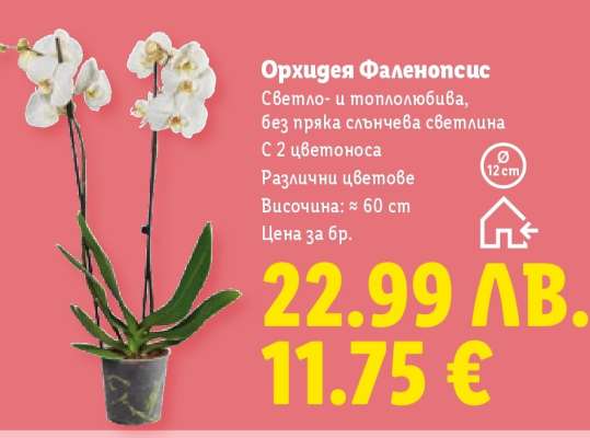 Орхидея Фаленопсис