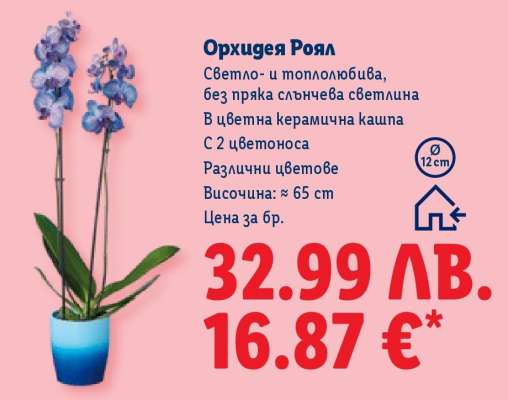 Орхидея Роял