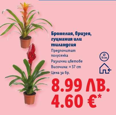 Бромелия, вризея, гузмания или тиландсия