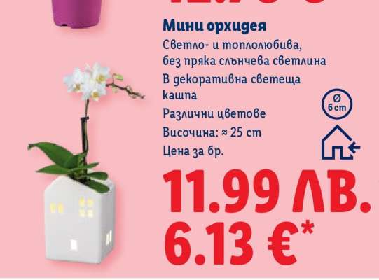 Мини орхидея