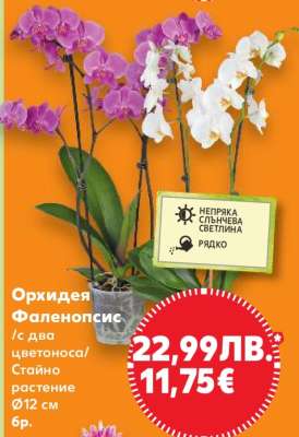 Орхидея Фаленопсис