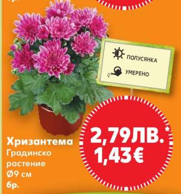 Хризантема