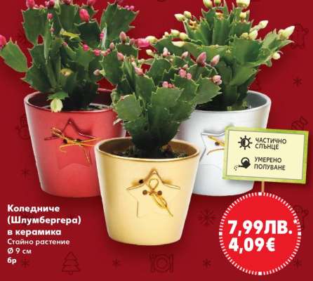 Коледниче (Шлумбергера) в керамика