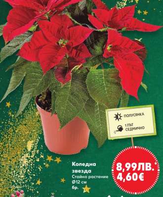 Коледна звезда