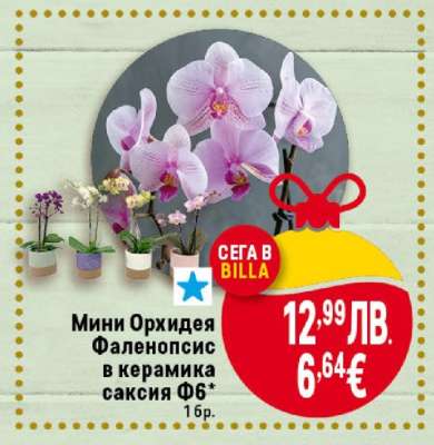 Мини Орхидея Фаленопсис в керамика саксия Ф6**