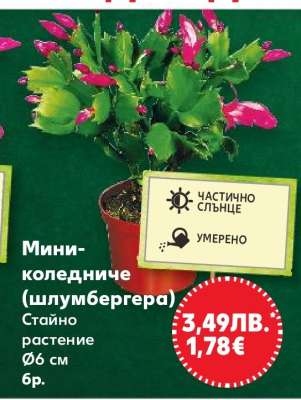 Мини-коледниче (шлумбергера)