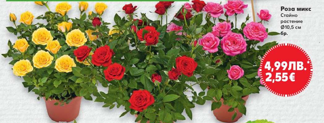 Роза микс