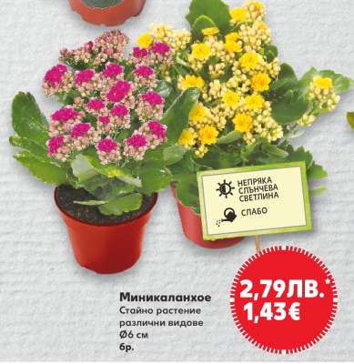 Миникаланхое