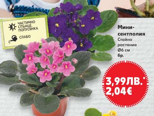 Мини-сентполия