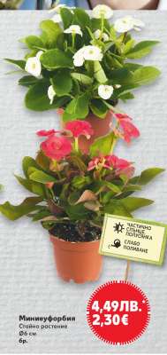 Миниеуфорбия