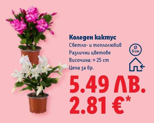 Коледен кактус