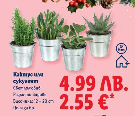 Кактус или сукулент