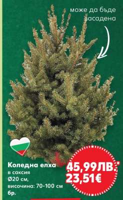 Коледна елха