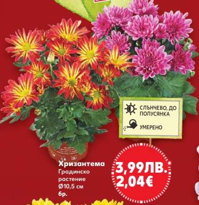 Хризантема