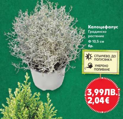 Калоцефалус