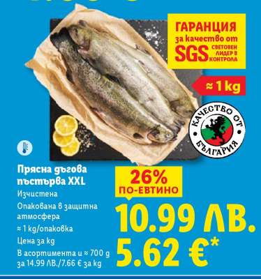 Прясна дъгова пъстърва XXL