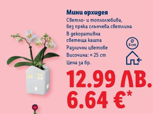 Мини орхидея